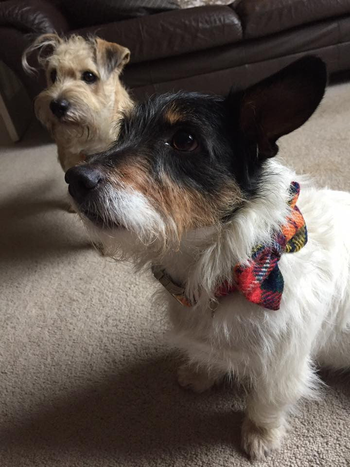(Bute) Harris Tweed Bow Tie Dog Collar & Lead Set - Tartan - BOWZOS