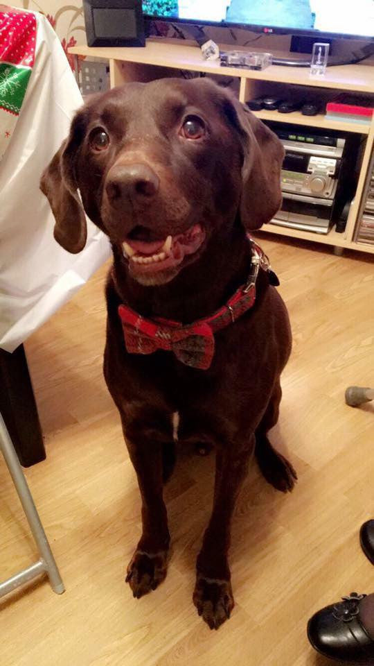 (Brodie) Harris Tweed Bow Tie Dog Collar - Red/Grey Check - BOWZOS