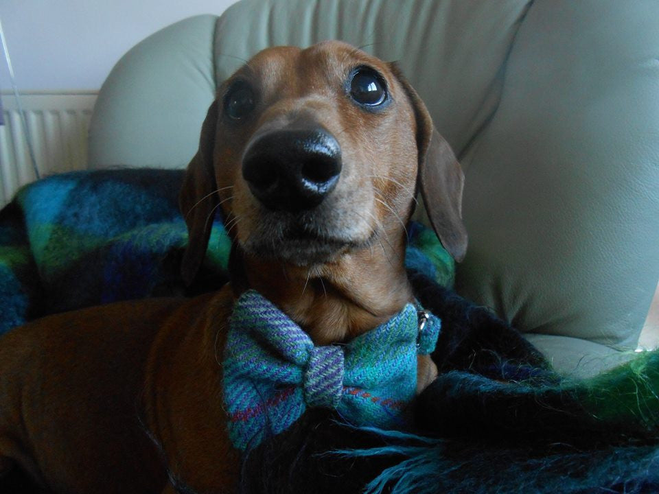 (Skye) Bowzos Bow - Harris Tweed Blue/Grey Check - BOWZOS