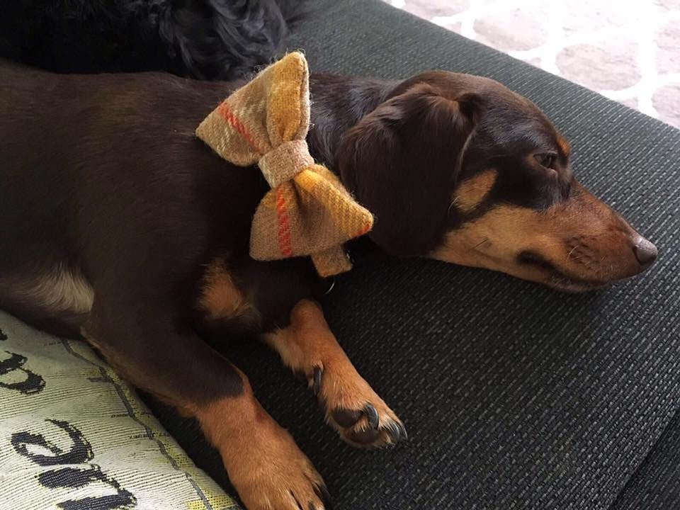 (Urquhart) Harris Tweed Bow Tie Dog Collar & Lead Set - Mustard & Beige Check - BOWZOS