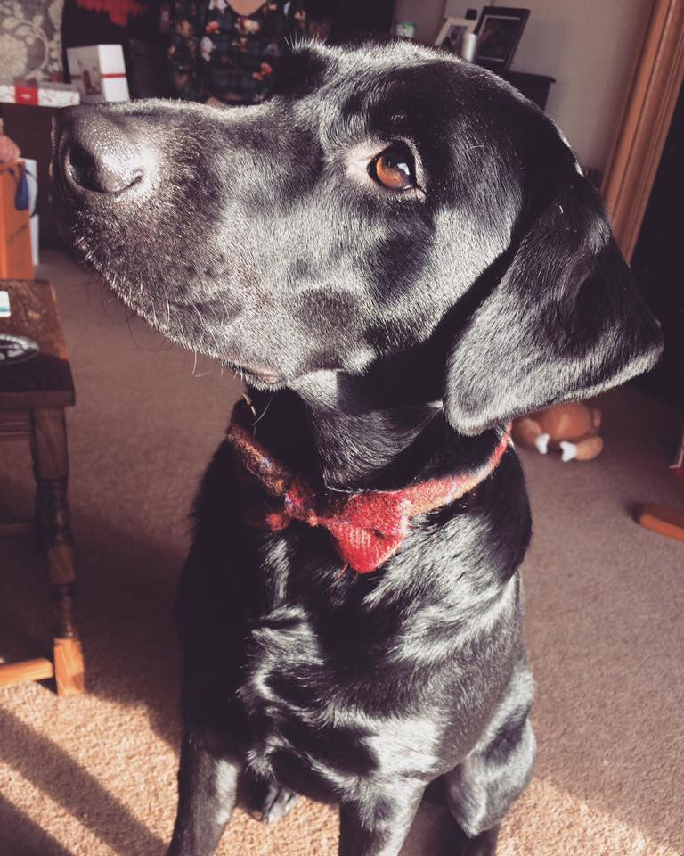 (Blair) Harris Tweed Bow Tie Dog Collar & Lead Set - Dark Red Check - BOWZOS