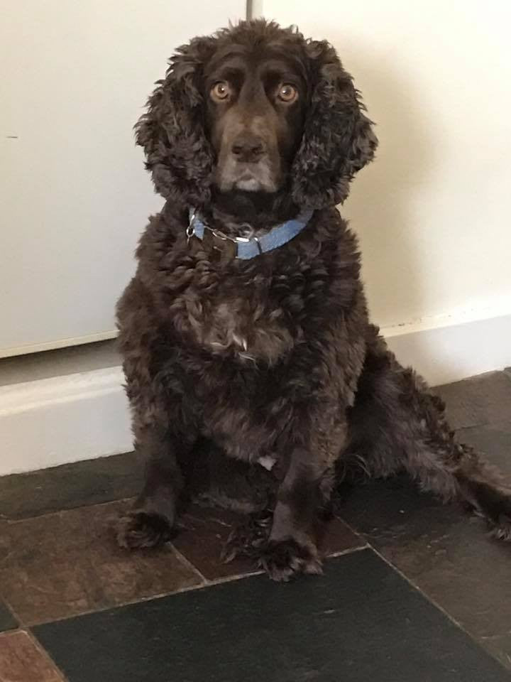 (Edinburgh) Harris Tweed Dog Collar  - Baby Blue Check - BOWZOS