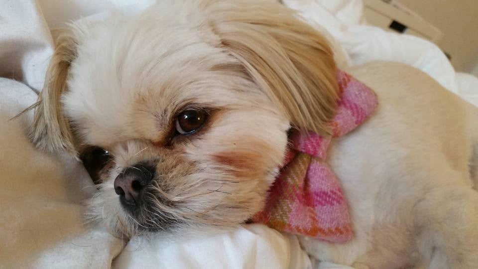 (Isla) Harris Tweed Bow Tie Dog Collar - Baby Pink Check - BOWZOS