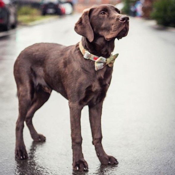 ( MacLeod Tartan) Harris Tweed Bow Tie Dog Collar & Lead Set - MacLeod Tartan - BOWZOS