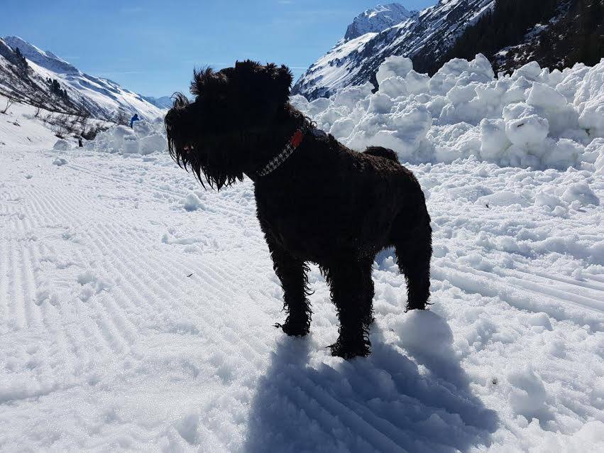 (Cairn) Harris Tweed Dog Collar  - Citrus Yellow - BOWZOS
