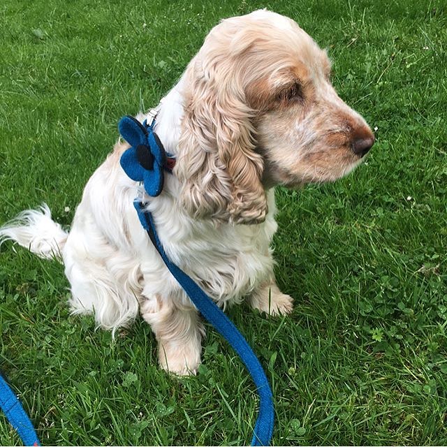 (Bonnie) Harris Tweed Flower Dog Collar & Lead Set - Blue - BOWZOS