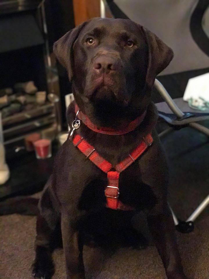 (Arran) Harris Tweed Harness - Orange Check - BOWZOS