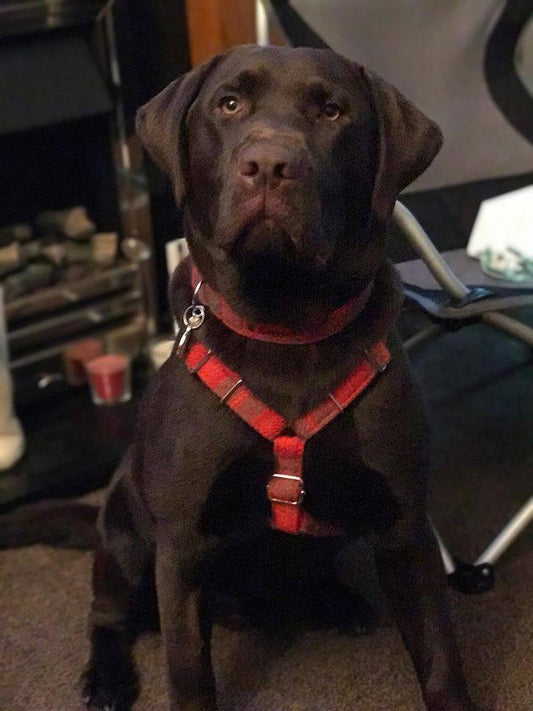 (Arran) Harris Tweed Harness - Orange Check - BOWZOS