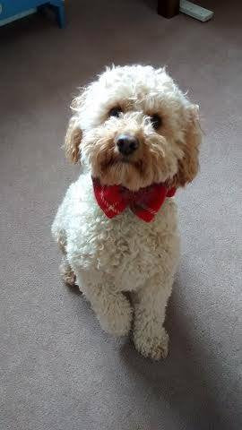 (Brodie) Harris Tweed Bow Tie Dog Collar - Red/Grey Check - BOWZOS