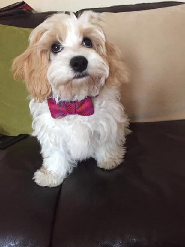 (Iona) Harris Tweed Bow Tie Dog Collar - Cerise Pink Check - BOWZOS