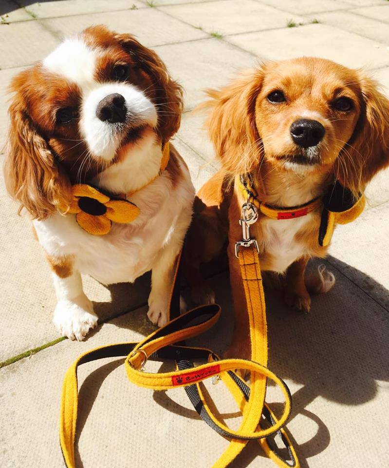 (Cairn) Harris Tweed Flower Dog Collar & Lead Set - Citrus Yellow - BOWZOS