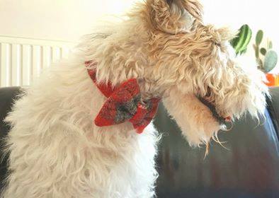 (Brodie) Harris Tweed Bow Tie Dog Collar - Red/Grey Check - BOWZOS