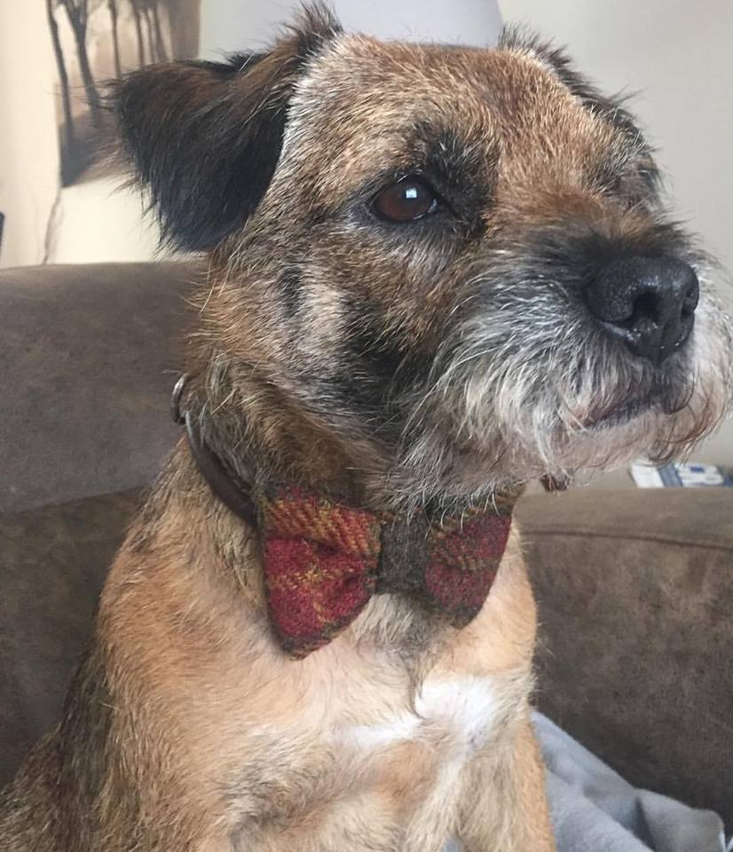 (Stornoway) Bowzos Bow - Harris Tweed Chestnut & Mustard Check - BOWZOS