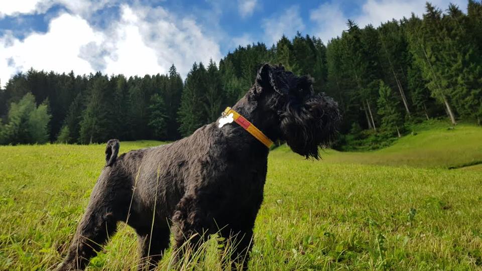 (Cairn) Harris Tweed Dog Collar  - Citrus Yellow - BOWZOS