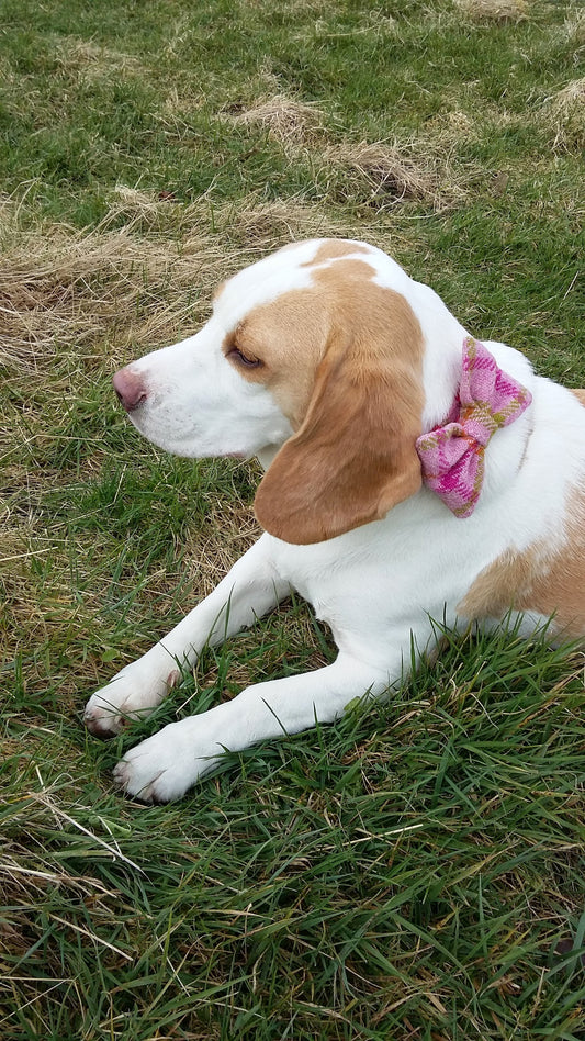 (Isla) Harris Tweed Bow Tie Dog Collar & Lead Set - Baby Pink Check - BOWZOS