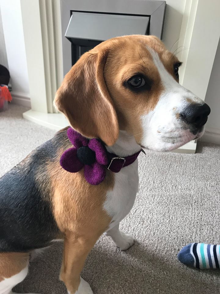 (Caledonian) Harris Tweed Flower Dog Collar & Lead Set - Dark Purple - BOWZOS