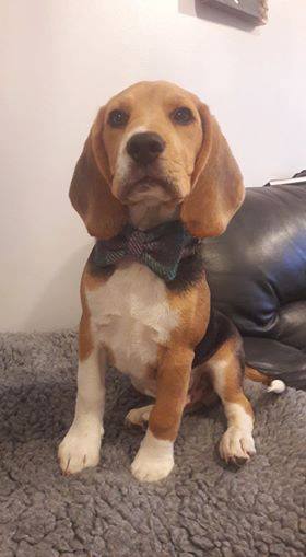 (Thistle) Harris Tweed Bow Tie Dog Collar & Lead Set - Green Check - BOWZOS