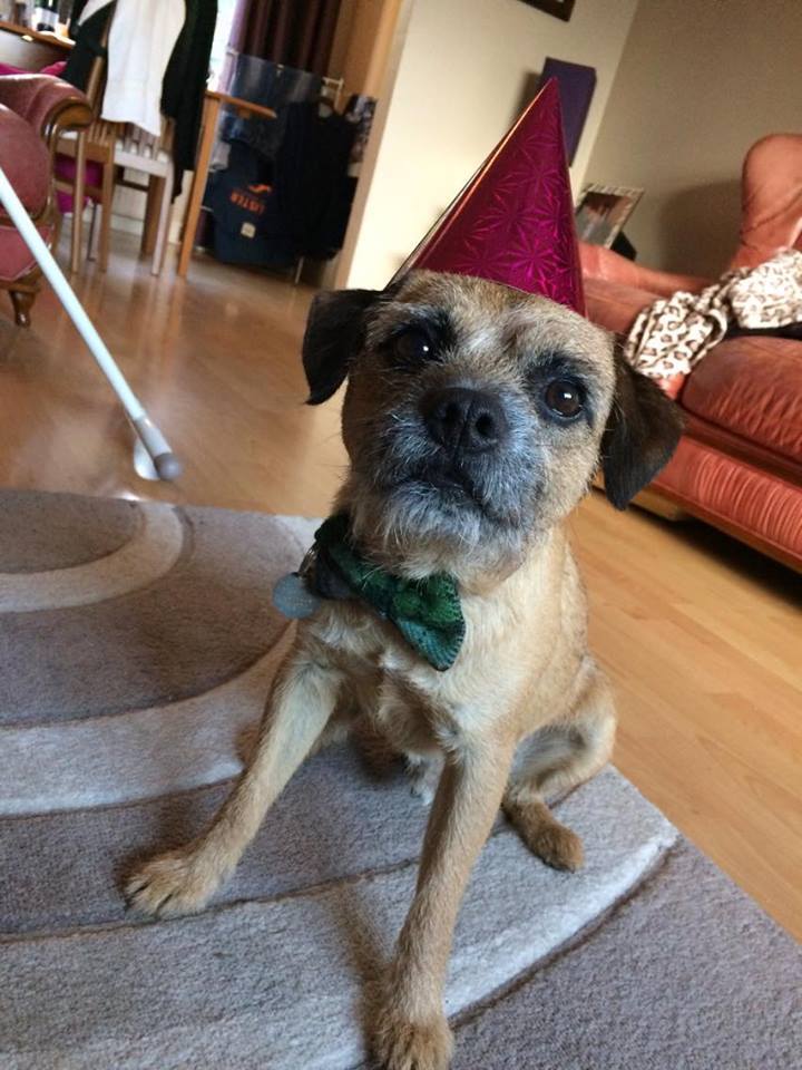 Bowzos Bow - Harris Tweed Grass Green Check - BOWZOS