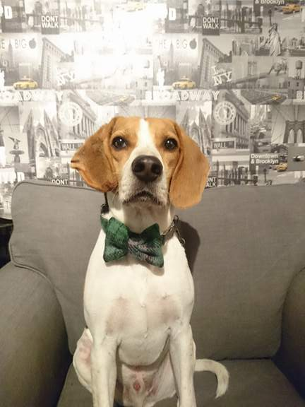 Bowzos Bow - Harris Tweed Grass Green Check - BOWZOS