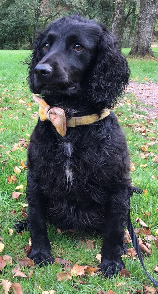 (Urquhart) Harris Tweed Bow Tie Dog Collar & Lead Set - Mustard & Beige Check - BOWZOS