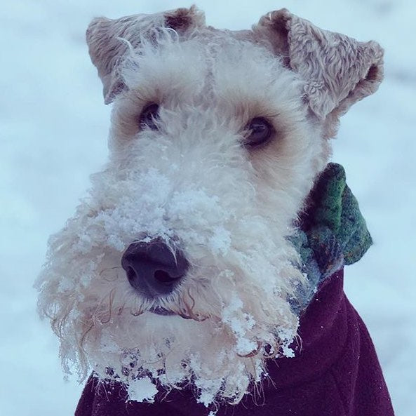 Harris Tweed Bow Tie Dog Collar & Lead Set - Grass Green Check - BOWZOS