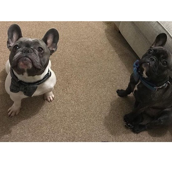 (Greyfriars) Harris Tweed Bow Tie Dog Collar & Lead Set - Grey Check - BOWZOS