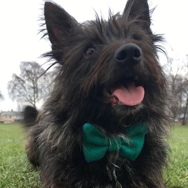 (Dalmahoy) Bowzos Bow - Harris Tweed Jade - BOWZOS