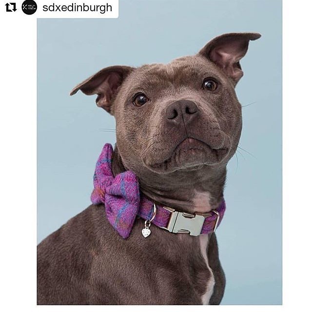 (Jura) Harris Tweed Bow Tie Dog Collar & Lead Set - Purple Check - BOWZOS