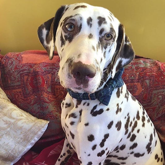 (St Andrews) Harris Tweed Bow Tie Dog Collar - Blue & White Check - BOWZOS