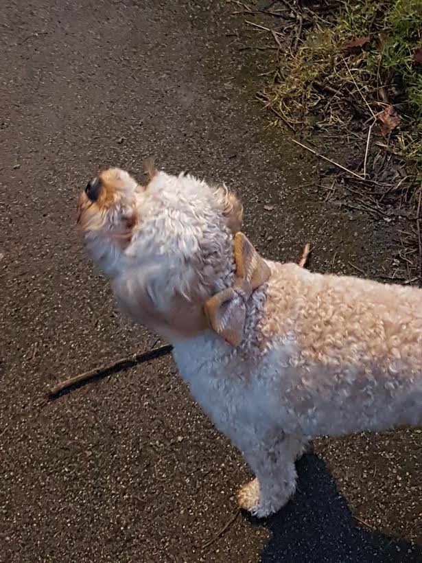 (Urquhart) Bowzos Bow - Harris Tweed Mustard & Beige Check - BOWZOS