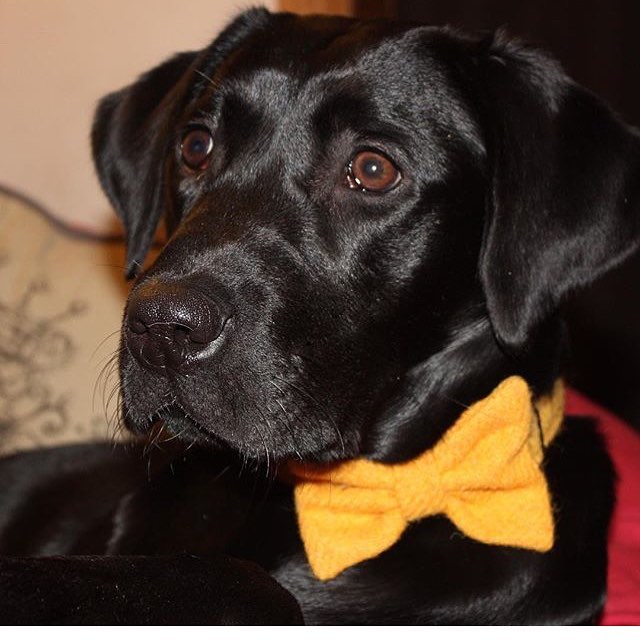 (Cairn) Bowzos Bow - Harris Tweed Citrus Yellow - BOWZOS