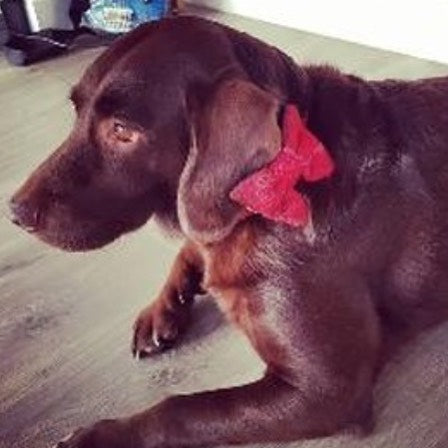 (Blair) Bowzos Bow - Harris Tweed Dark Red Check - BOWZOS