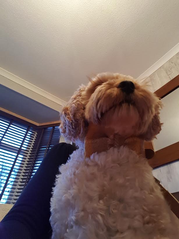 (Urquhart) Bowzos Bow - Harris Tweed Mustard & Beige Check - BOWZOS