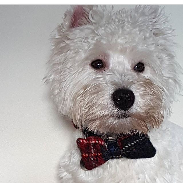 Harris Tweed Bow Tie Dog Collar - Black Stewart Tartan - BOWZOS