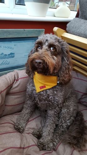 (Cairn) Bowzos Harris Tweed Bandana - Citrus Yellow - BOWZOS