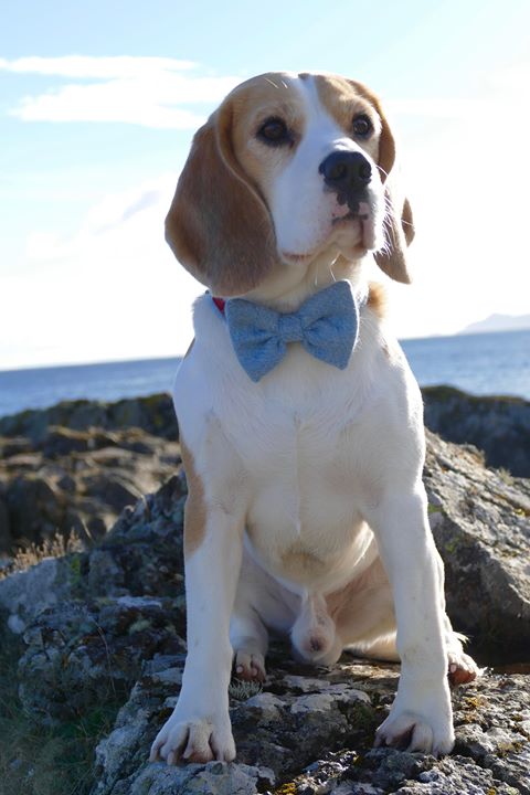 (Frederick) Harris Tweed Bow Tie Dog Collar - Baby Blue - BOWZOS