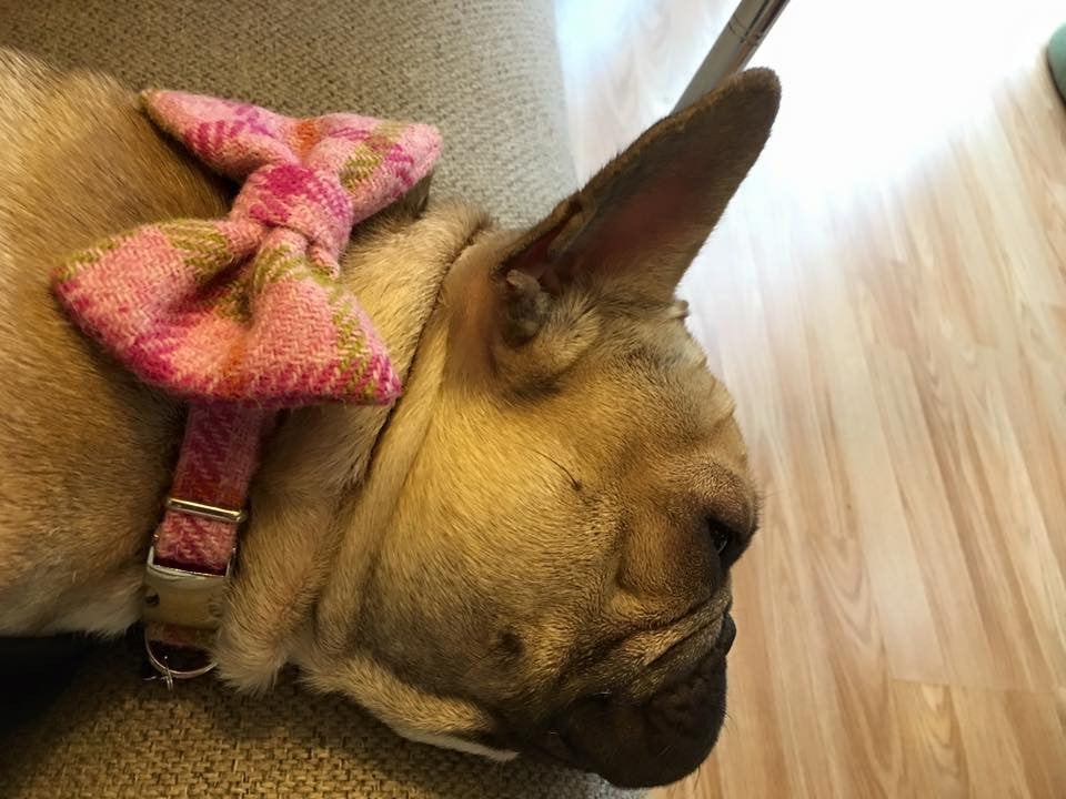 (Isla) Harris Tweed Bow Tie Dog Collar & Lead Set - Baby Pink Check - BOWZOS
