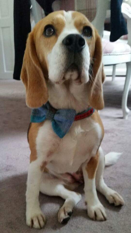 (Edinburgh) Harris Tweed Bow Tie Dog Collar - Baby Blue Check - BOWZOS