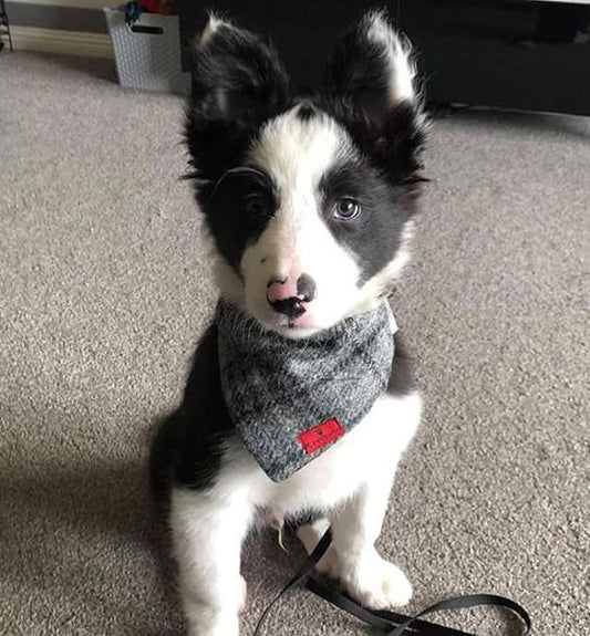 (Greyfriars) Bowzos Harris Tweed Bandana - Grey Check - BOWZOS