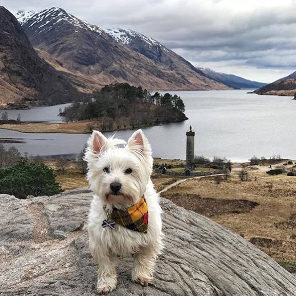(MacLeod Modern Dress Tartan) Bowzos Harris Tweed Bandana - BOWZOS