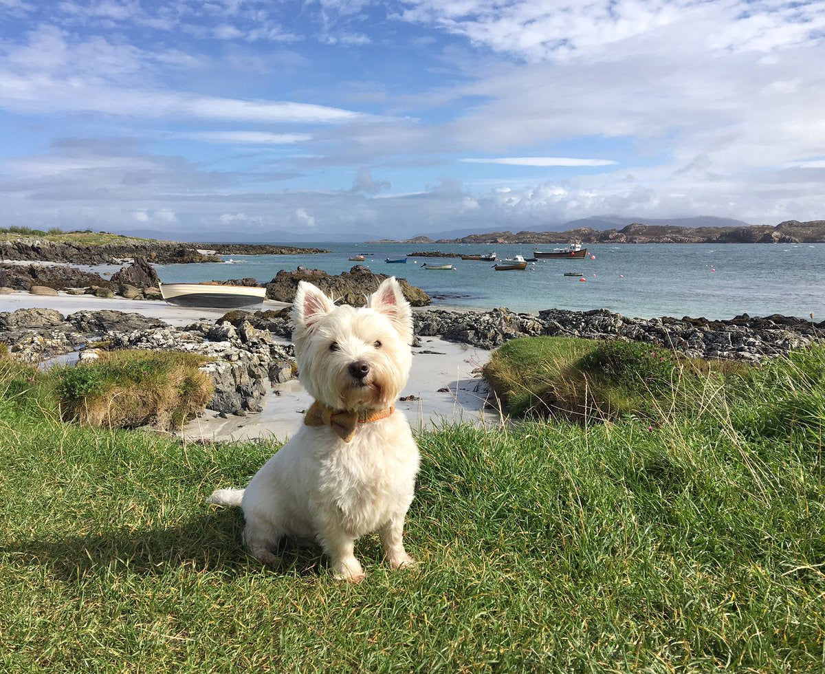 (Urquhart) Harris Tweed Bow Tie Dog Collar - Mustard & Beige Check - BOWZOS