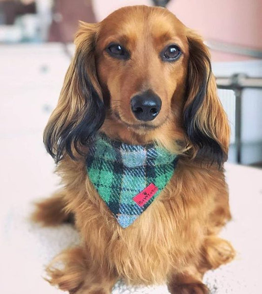 (Grass Green) Bowzos Harris Tweed Bandana - Green Check - BOWZOS