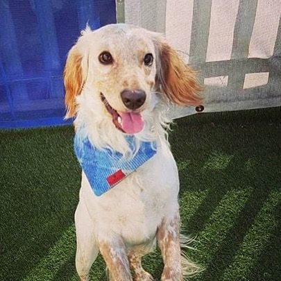 (Edinburgh) Bowzos Harris Tweed Bandana - Baby Blue - BOWZOS