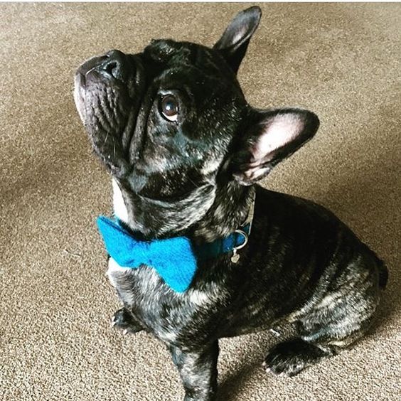 (Bonnie) Harris Tweed Bow Tie Dog Collar - Blue - BOWZOS