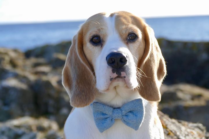 (Frederick) Harris Tweed Bow Tie Dog Collar - Baby Blue - BOWZOS