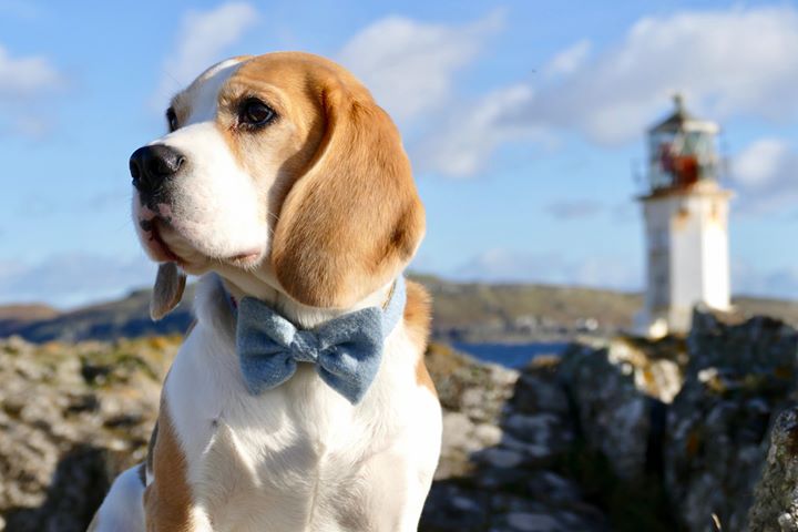 (Frederick) Harris Tweed Bow Tie Dog Collar - Baby Blue - BOWZOS