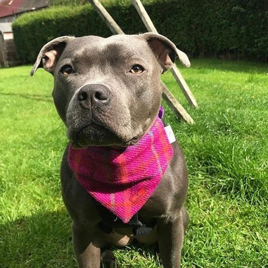 (Iona) Bowzos Harris Tweed Bandana - Cerise Pink - BOWZOS