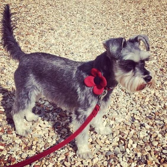 (Cranberry) Harris Tweed Flower Dog Collar & Lead Set - BOWZOS