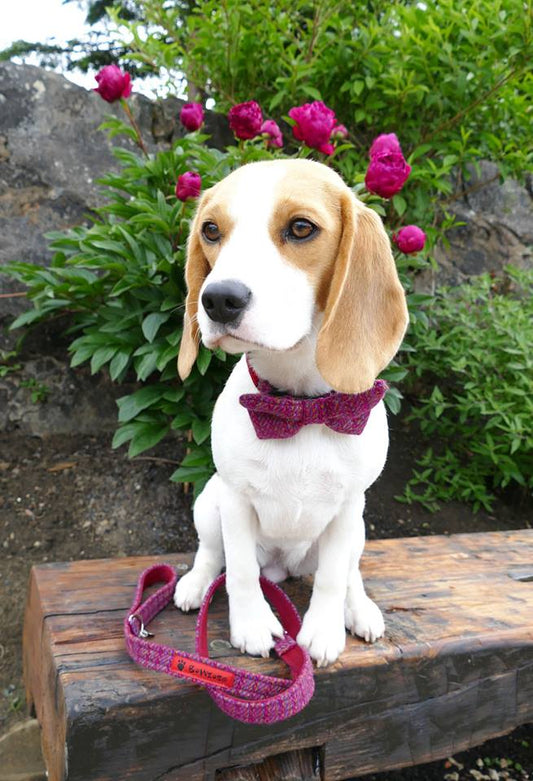 (Kellie) Harris Tweed Bow Tie Dog Collar & Lead Set - Pink Kaona - BOWZOS