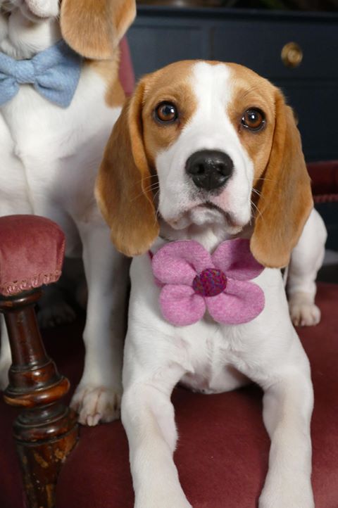 (Rose) Harris Tweed Flower Dog Collar - Rose Pink - BOWZOS
